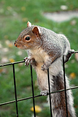 Белочка. Там их стооолько... А еще крысы. Но их мы не снимали.